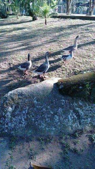 Pontal Country Clube Gasthof